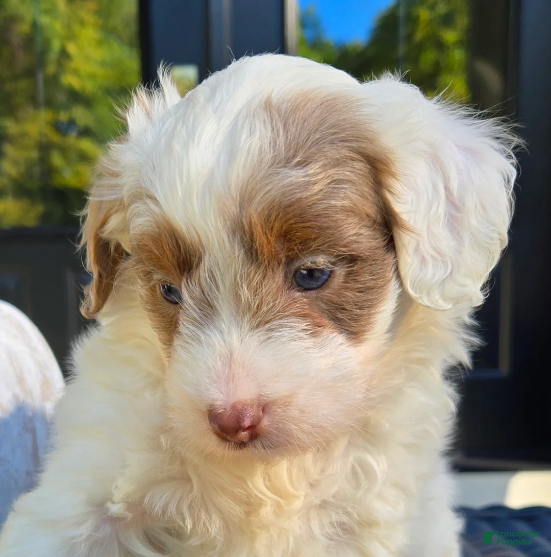 Mini Goldendoodle dogs for sale: Rory - Ad 2