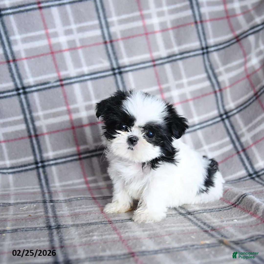 Shih Tzu dogs for sale: Sadie - Ad 2