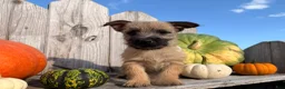Cairn Terrier dogs for sale: Johnny  - Ad 3