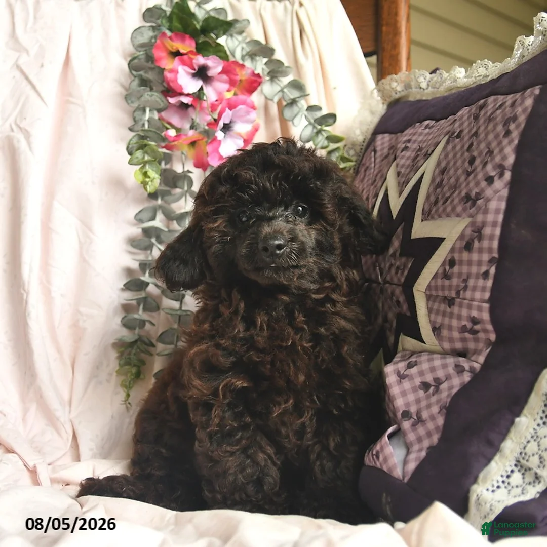 Miniature Poodle dogs for sale: Jeremiah  - Ad 1