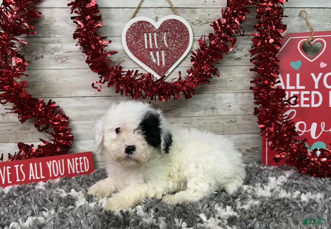 Miniature Poodle dogs for sale: Layna - Ad 5