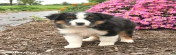 Miniature Australian Shepherd dogs for sale: Jasmine - Ad 3