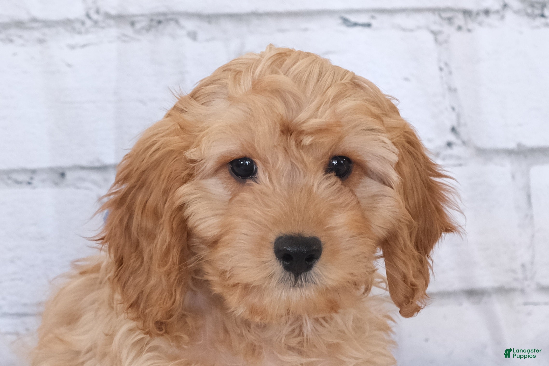 Cavapoo dogs Cavapoo Puppy 1 - Ad 4
