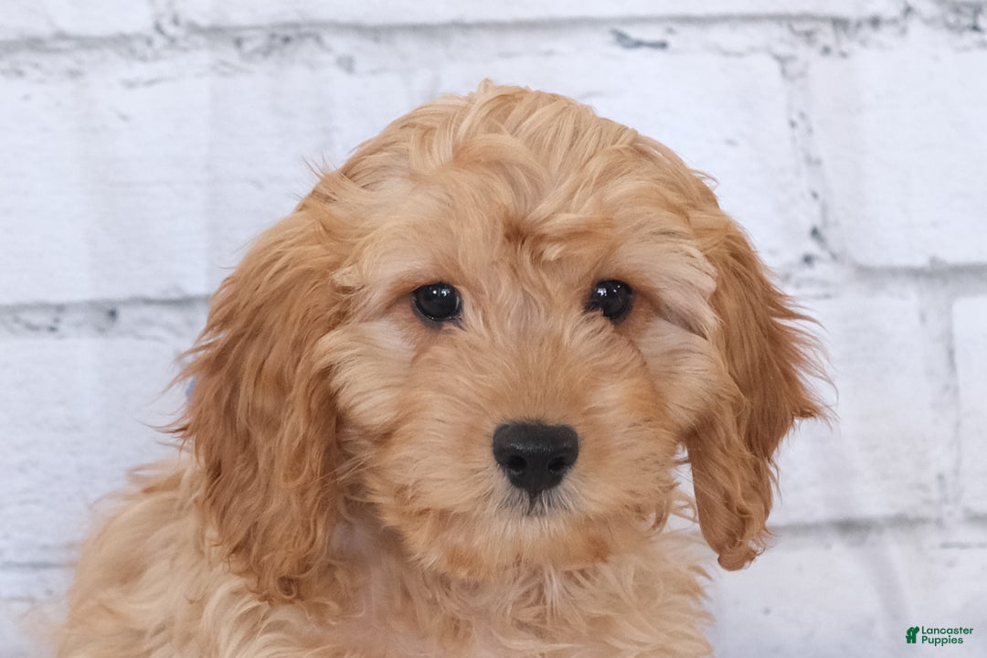 Cavapoo dogs for sale: Cavapoo Puppy 1 - Ad 1