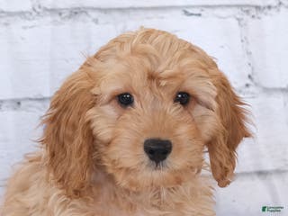 Cavapoo dogs Cavapoo Puppy 1 - Ad 4