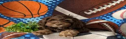 Cockapoo dogs for sale: Aiken - Ad 5