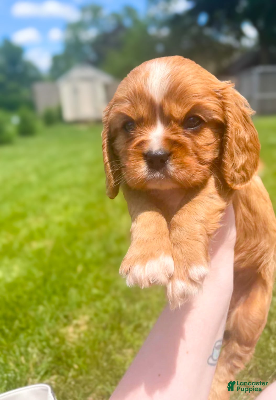 Cavalier King Charles Spaniel dogs Leo - Ad 2