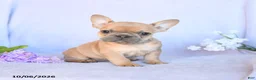 Frenchton dogs for sale: Roscoe - Ad 4