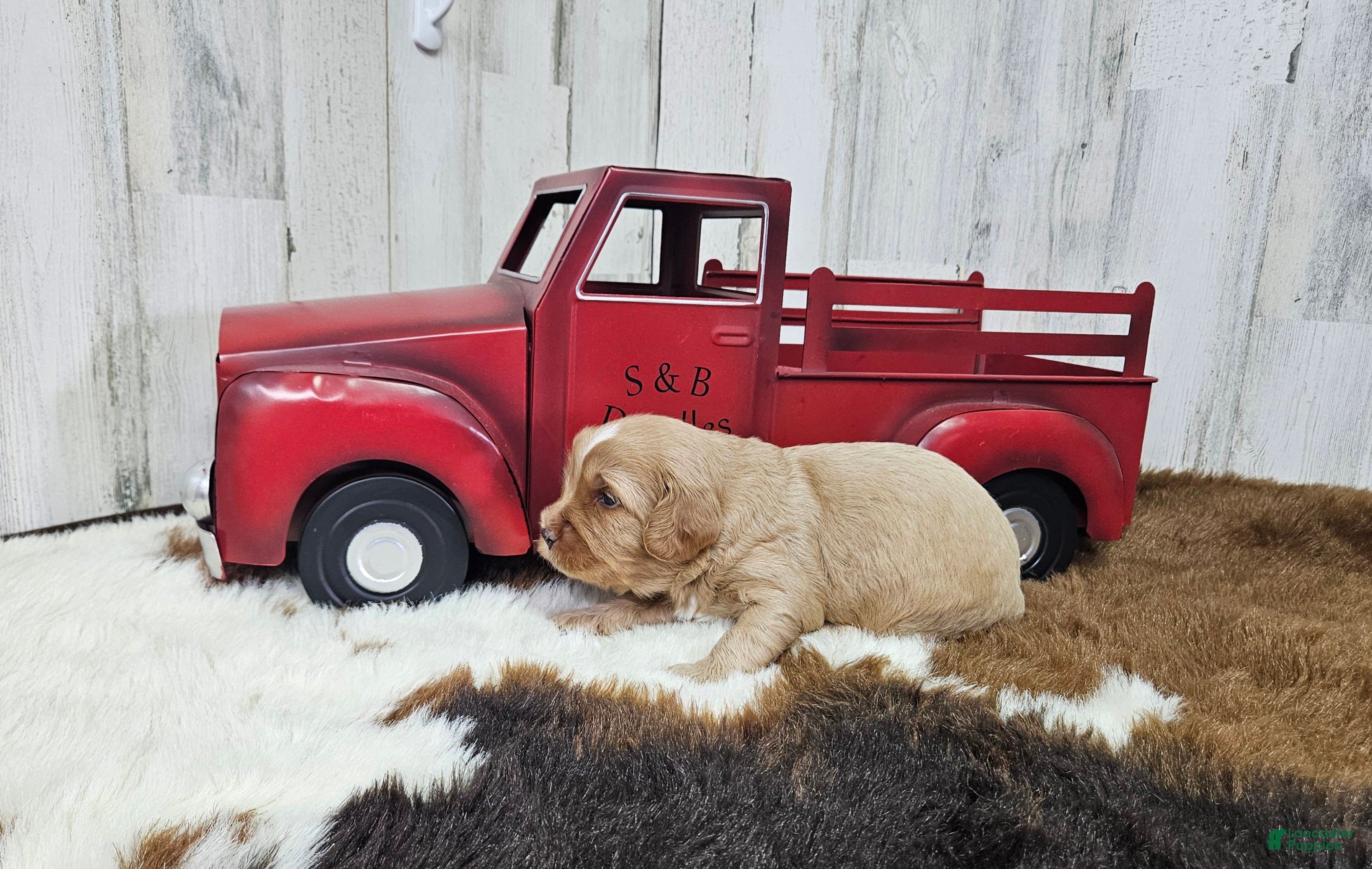 Cavapoo dogs F1 River - Ad 15