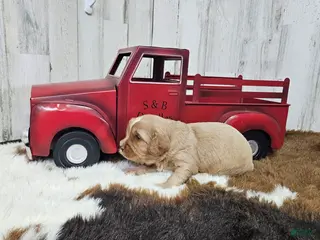 Cavapoo dogs F1 River - Ad 15