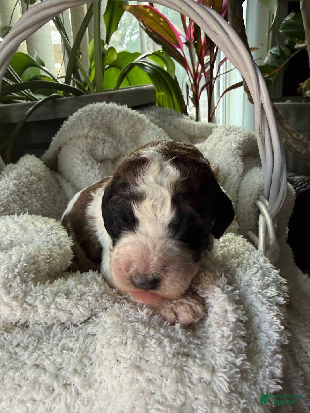 Mixed Breed dogs for sale: Sofie - Ad 3