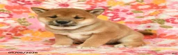 Shiba Inu dogs for sale: Summer - Ad 2