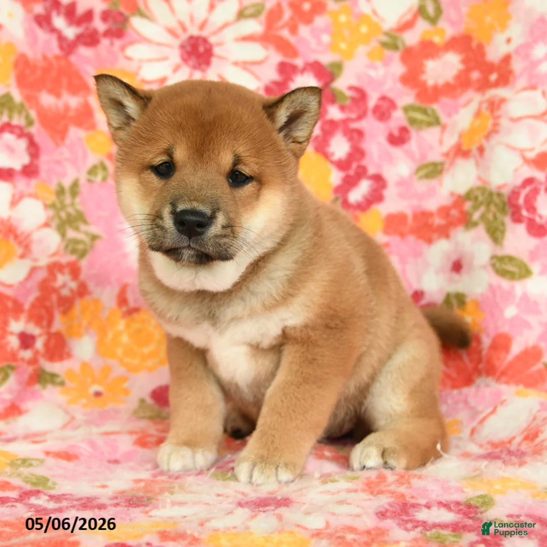 Shiba Inu dogs for sale: Summer - Ad 2