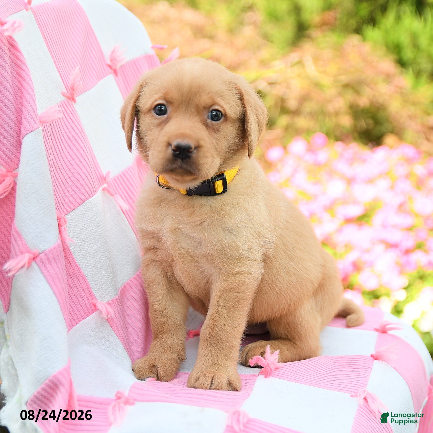 Labrador Retriever dogs Gideon - Ad 1