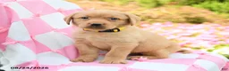 Labrador Retriever dogs for sale: Gideon - Ad 1