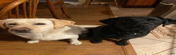 Labrador Retriever dogs for sale: Labrador Retriever 2 - Ad 2