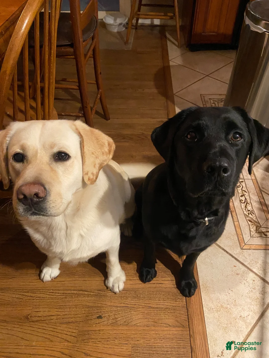 Labrador Retriever dogs for sale: Labrador Retriever 2 - Ad 2
