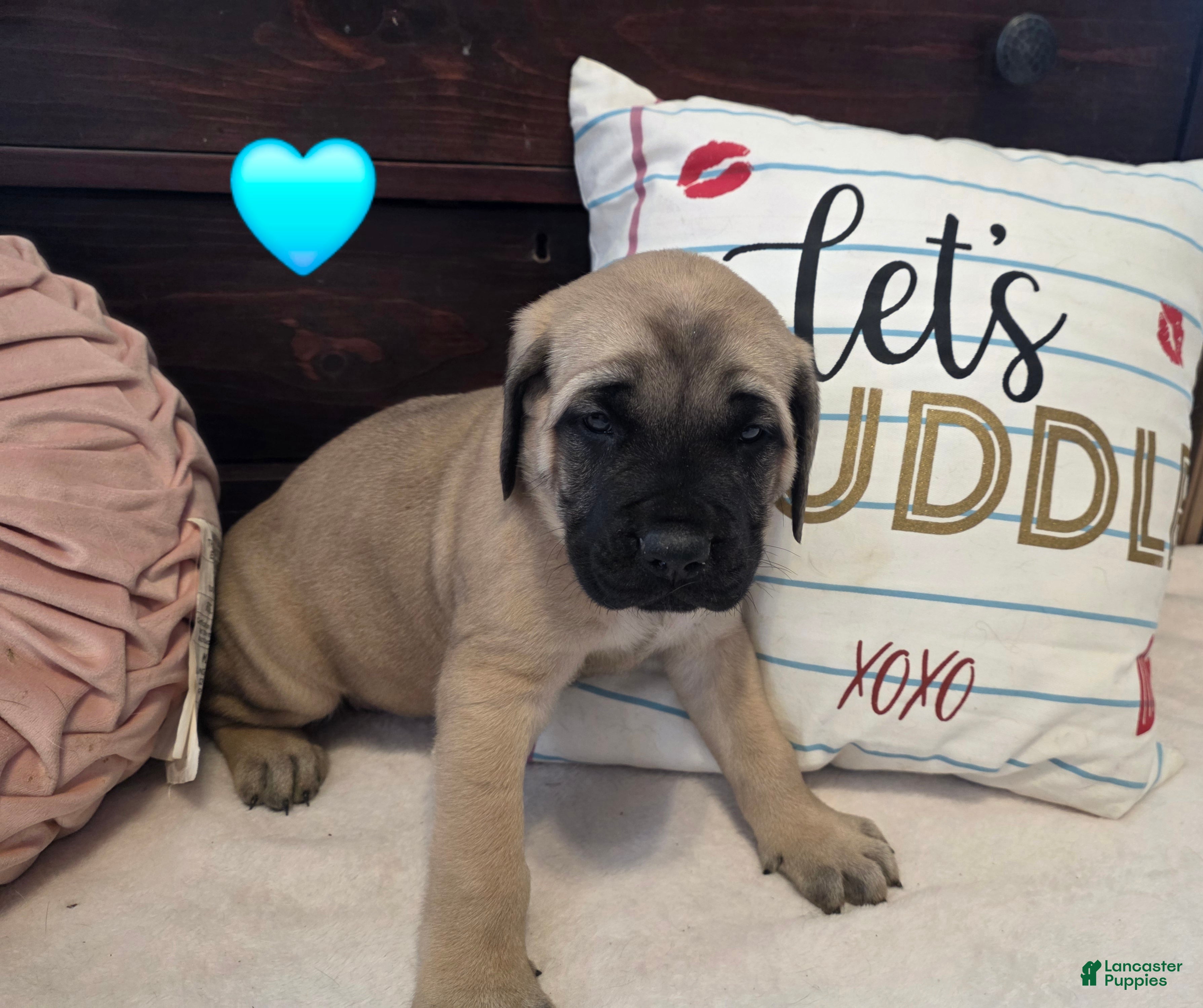 English Mastiff dogs Blue Collar - Ad 30