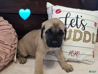 English Mastiff dogs Blue Collar - Ad 21