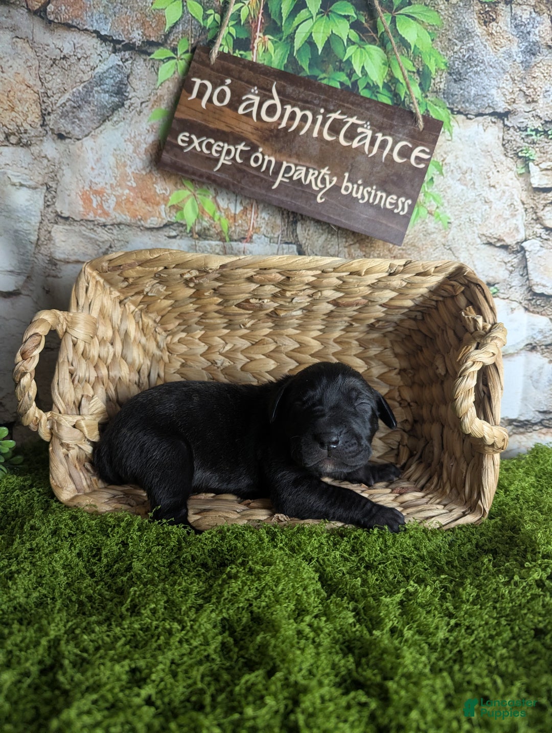 Great Dane dogs for sale: Arwen Brindle Female Great Dane Puppy  - Ad 3