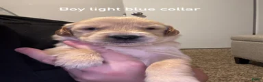 Light blue collar Golden Retriever 5