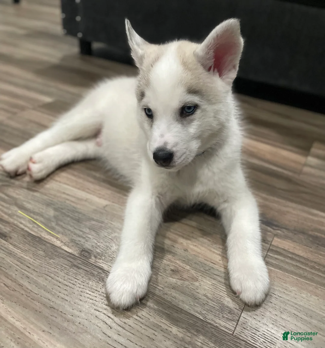 Mixed Breed dogs for sale: Mixed Breed Puppy 1 - Ad 2