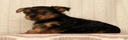 Yorkshire Terrier dogs for sale: Lila - Ad 8