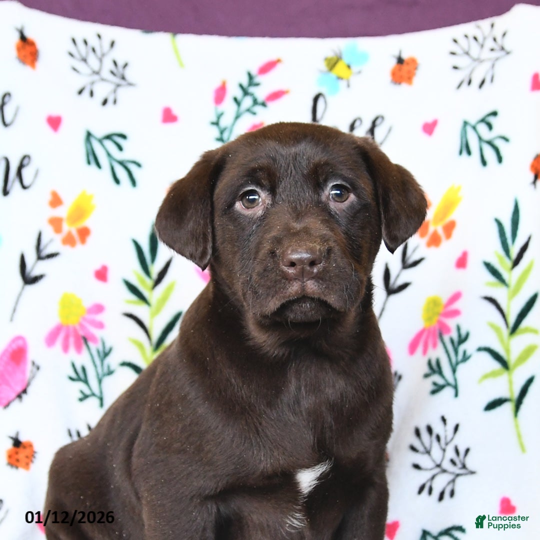 Labrador Retriever dogs for sale: Pumpkin - Ad 4