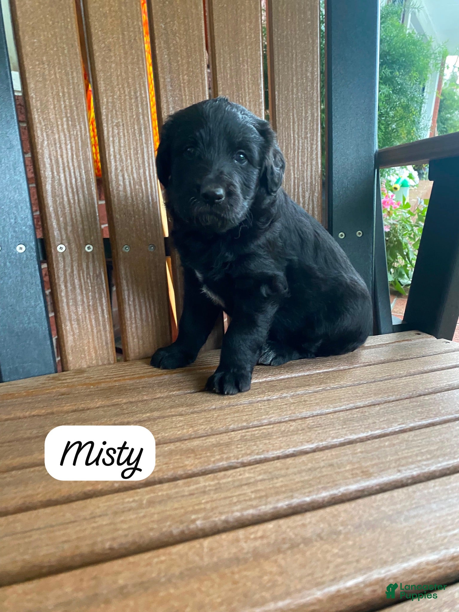 Mixed Breed dogs Misty  - Ad 1