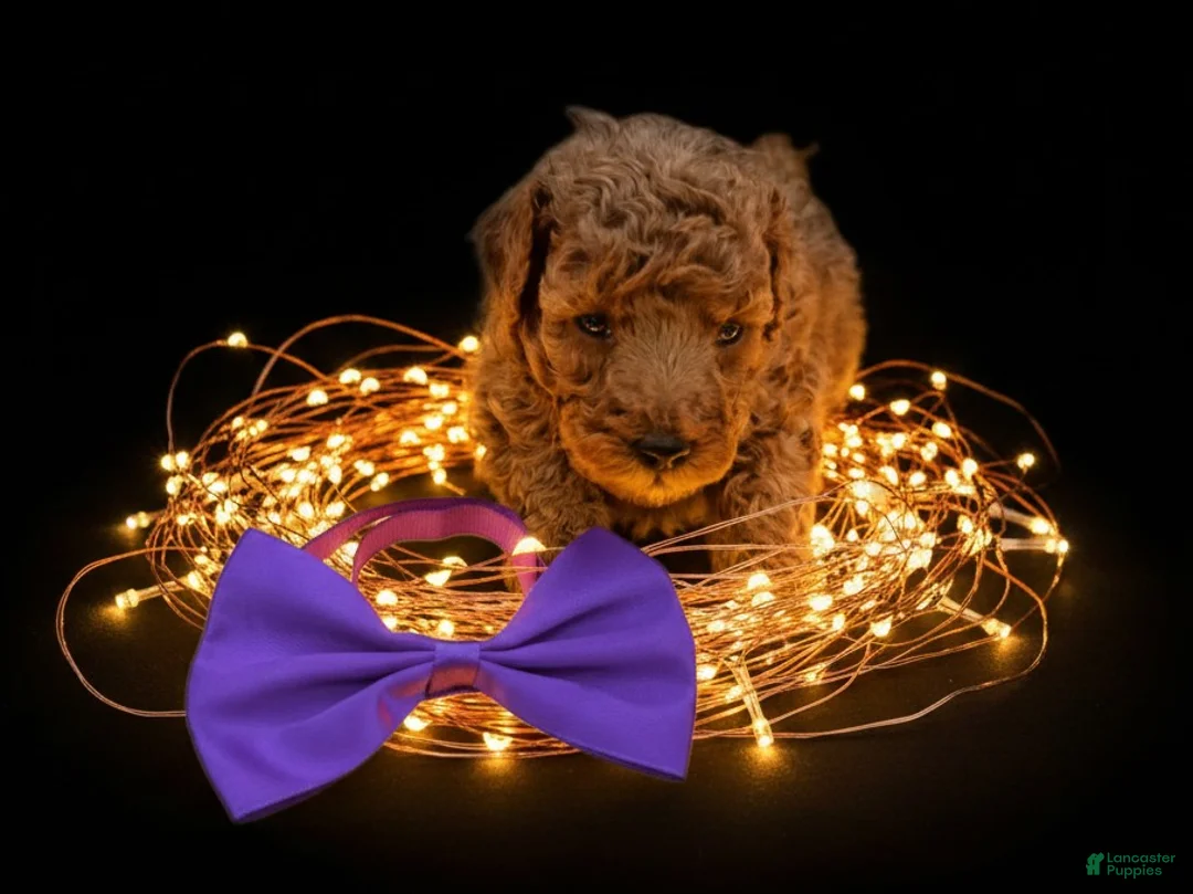 Toy Poodle dogs for sale: Cinnamon 💜 - Ad 25