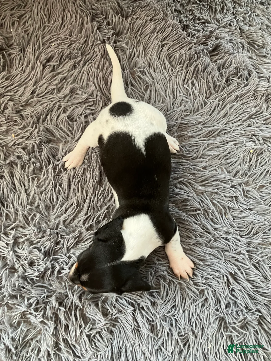 Miniature Dachshund dogs for sale: Akc Mina - Ad 2