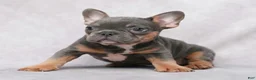 French Bulldog dogs for sale: Skylar - Ad 7