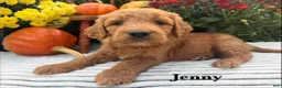 Goldendoodle dogs for sale: JENNY  - Ad 1