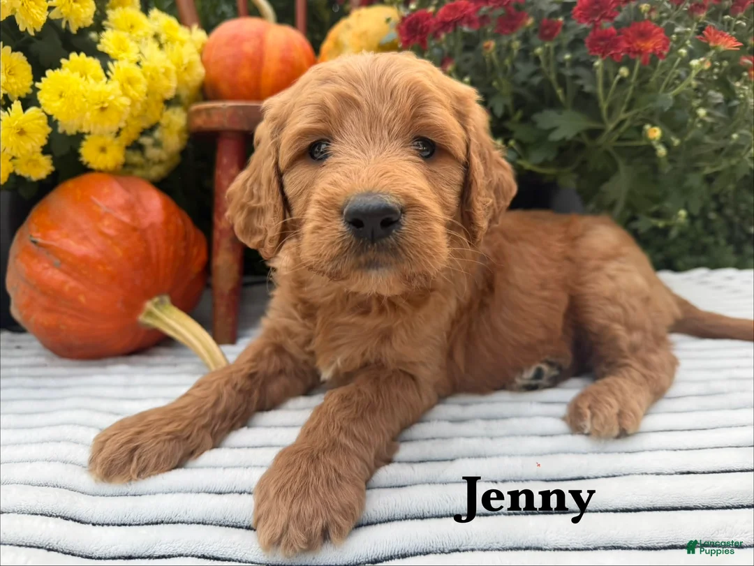Goldendoodle dogs for sale: JENNY  - Ad 1