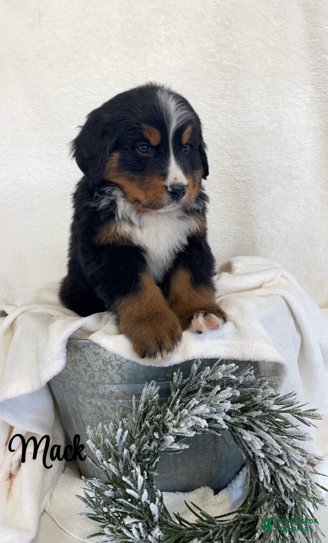 Bernese Mountain Dog dogs for sale: Mack - Ad 1