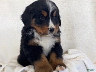Bernese Mountain Dog dogs Mack - Ad 12