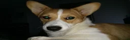 Welsh Corgi Pembroke dogs for sale: Welsh Corgi Pembroke 1 - Ad 7