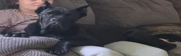 Cane Corso dogs for sale: Anubis - Ad 1