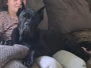 Cane Corso dogs Anubis - Ad 9