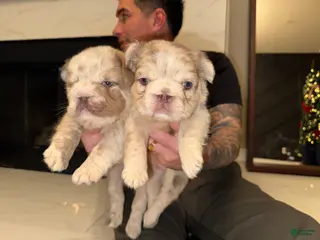 French Bulldog dogs Tiffany - Ad 4