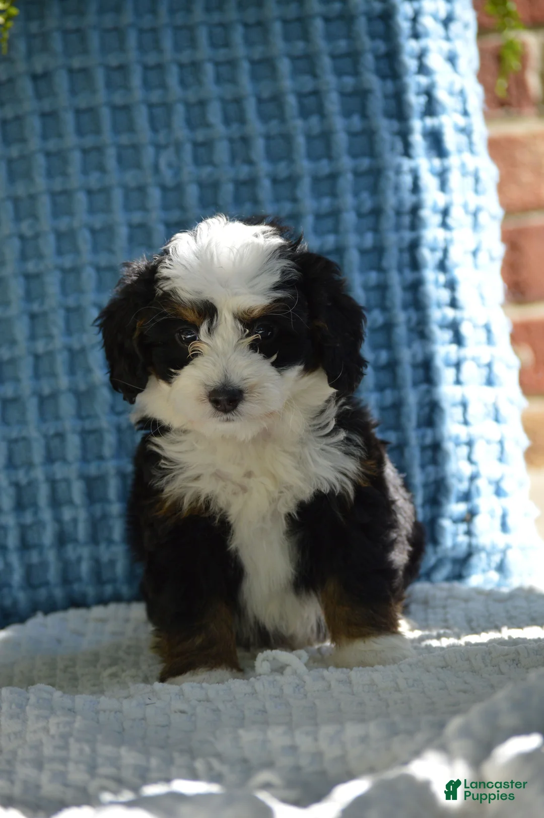 Mini Bernedoodle dogs for sale: Rizzy - Ad 1