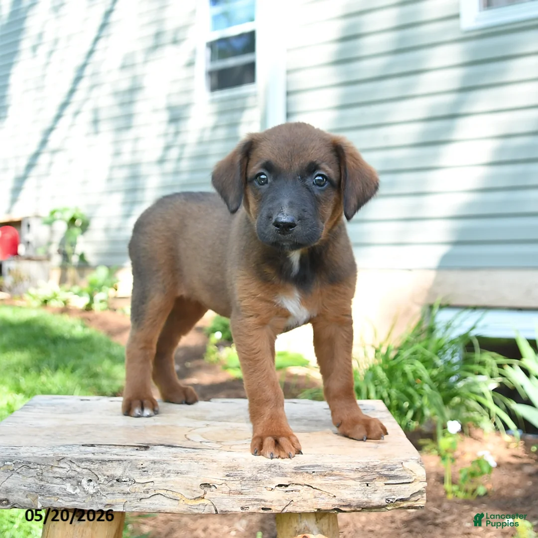 Mixed Breed dogs for sale: Stella - Ad 2