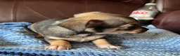 Chiweenie dogs for sale: Chiweenie 4 - Ad 7