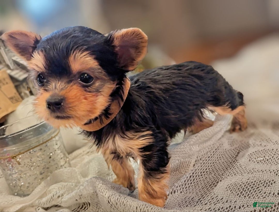 Yorkshire Terrier dogs for sale: Frosty - Ad 1
