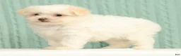 Pomapoo dogs for sale: Peanut - Ad 4
