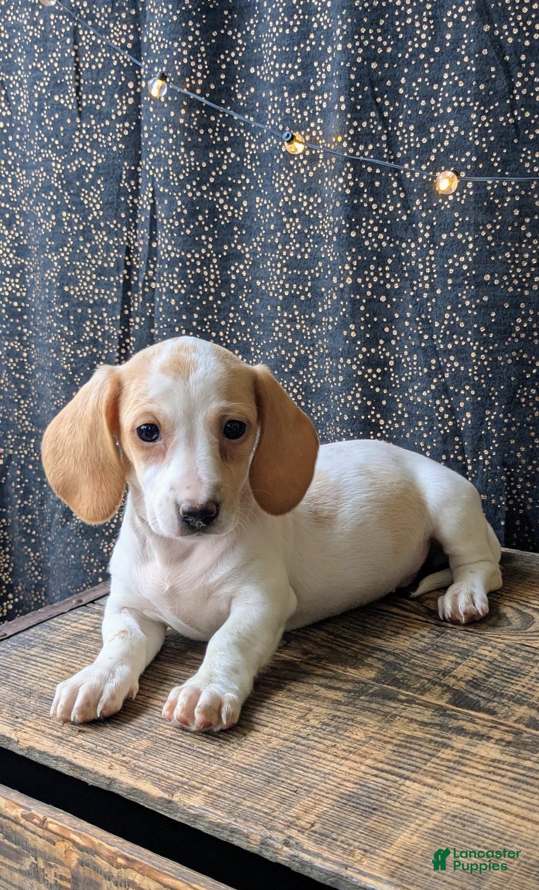 Dachshund dogs for sale: Tinsley  - Ad 8