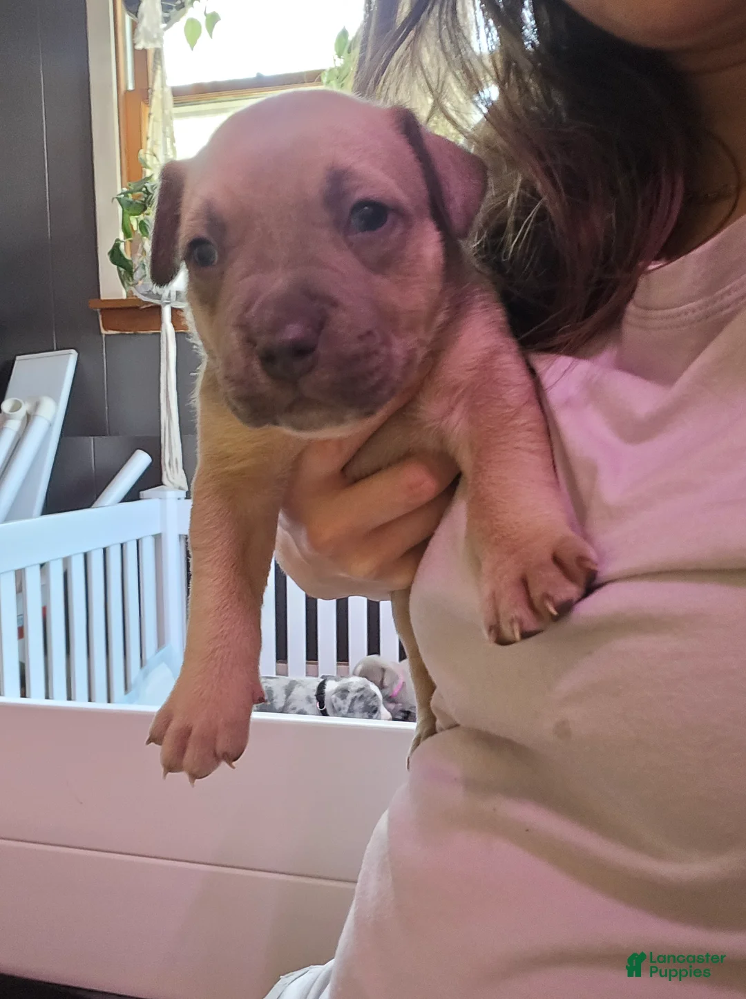 American Bully dogs for sale: American Bully Puppy 3 - Ad 2