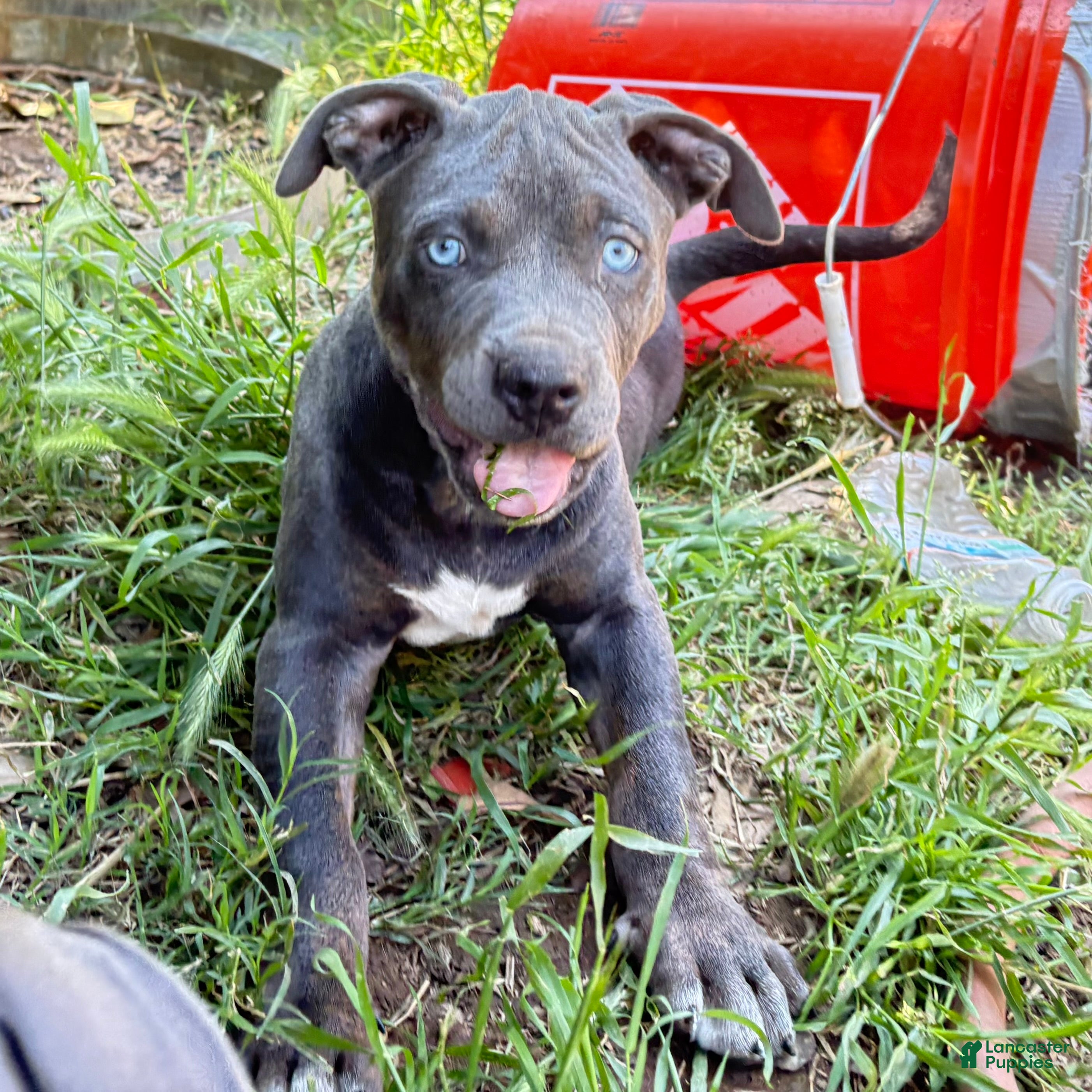 Mixed Breed dogs “Pluto” - Ad 37