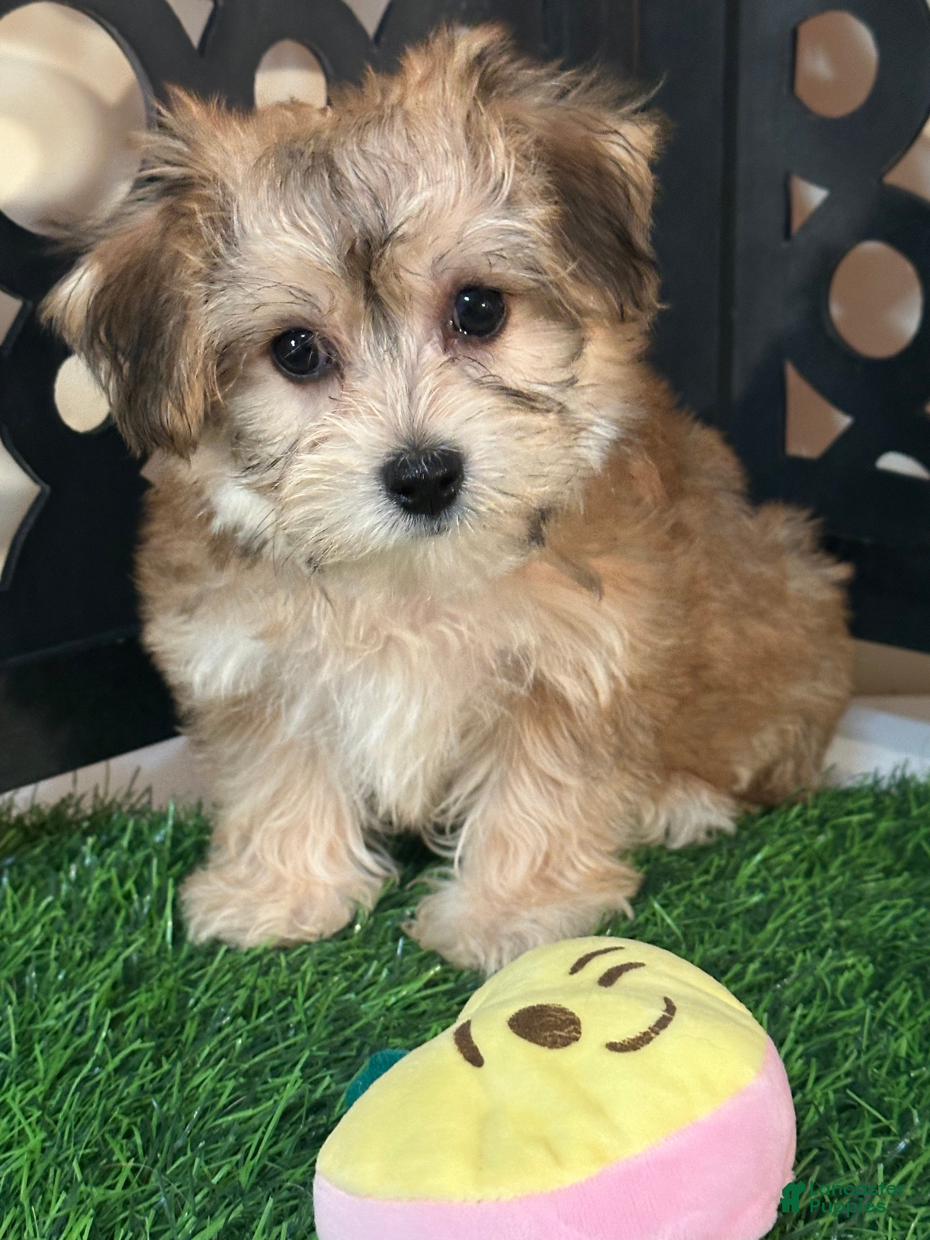 Yochon dogs Star Sweet Female Yochon Puppy - Ad 2
