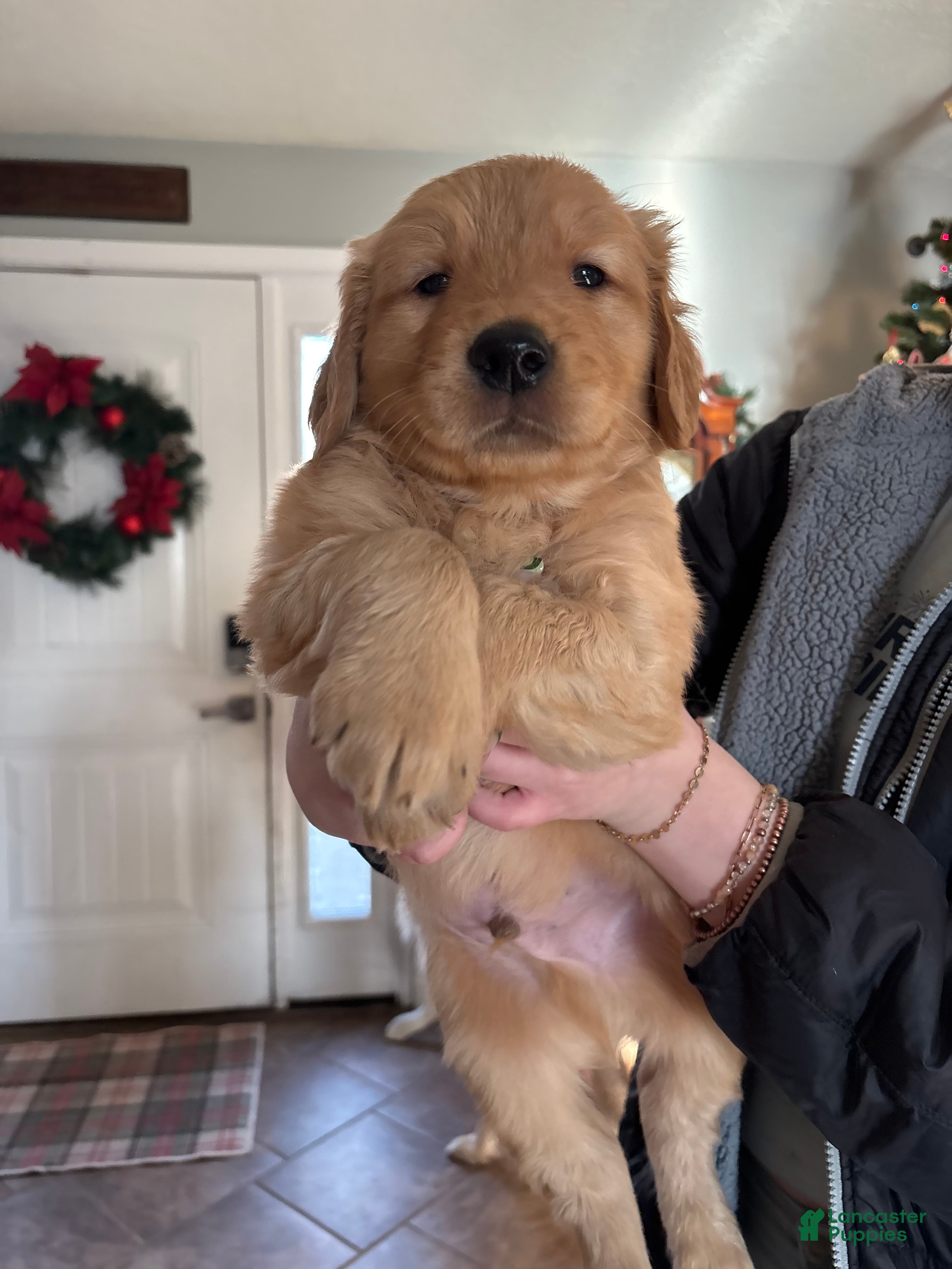 Golden Retriever dogs Red Male - Ad 8